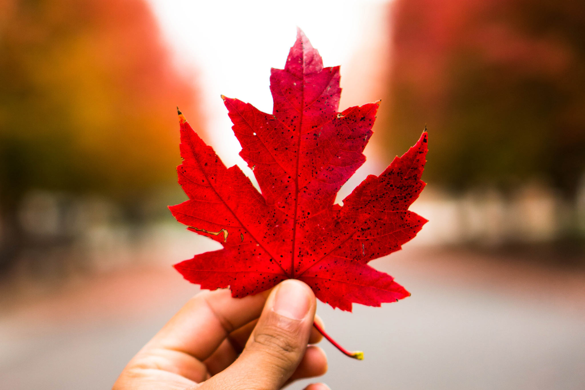 Canada. Photo: AJ Gallagher / Unsplash